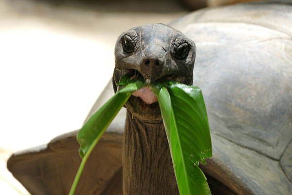 Riesenschildkröte-Seychellen