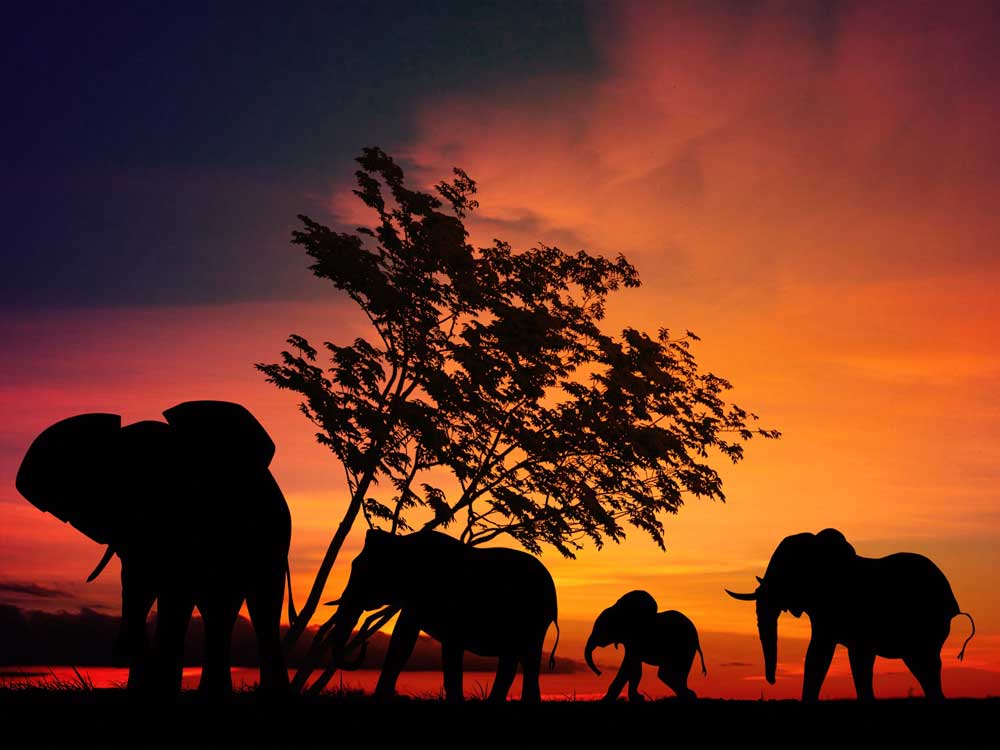 Afrika-Themenabend